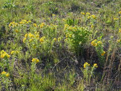 Lithospermum caroliniense croceum