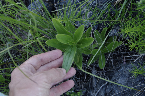 Image of Lithospermum decipiens by (c) Eric Knight, some rights reserved (CC BY)