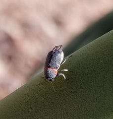 Pachybrachis thoracicus