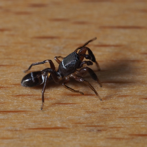 Palaearctic Antmimic Jumping Spider