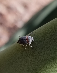 Pachybrachis thoracicus