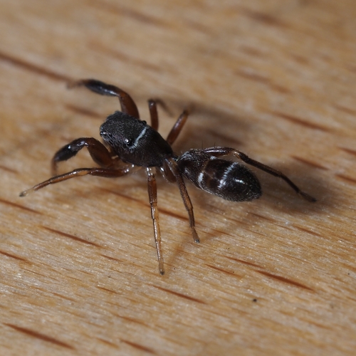 Palaearctic Antmimic Jumping Spider
