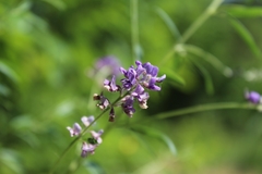 Pediomelum tenuiflorum