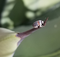 Pachybrachis thoracicus