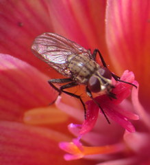 Leucophora