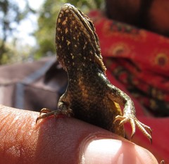Sceloporus subniger