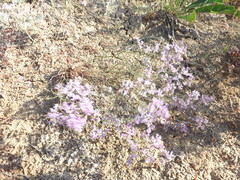Limonium caspium