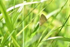 Protodeltote albidula