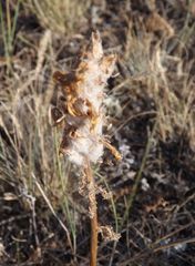 Pedicularis dasystachys