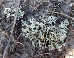 Xanthoparmelia camtschadalis