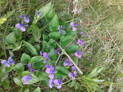 Viola septentrionalis