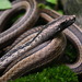 Ridgehead Snake - Photo (c) fernandez_badillo_l, some rights reserved (CC BY-NC-ND), uploaded by fernandez_badillo_l