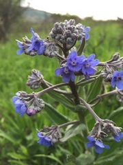 Cynoglottis barrelieri