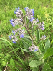 Cynoglottis barrelieri