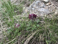 Pedicularis petiolaris