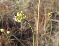 Allium flavescens
