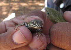 Sceloporus subniger