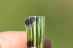 Euthamia graminifolia nuttallii