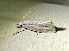 Diatraea