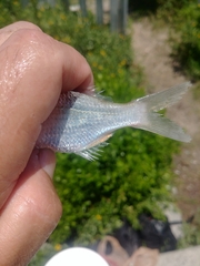 Eucinostomus harengulus