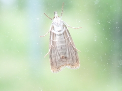 Scoparia ambigualis