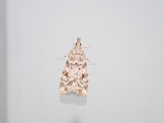 Scoparia ambigualis