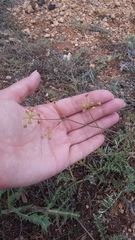 Rumia crithmifolia