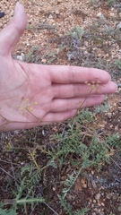 Rumia crithmifolia