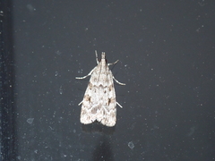 Scoparia ambigualis