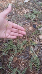 Rumia crithmifolia