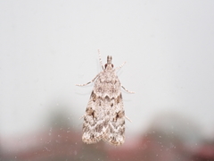 Scoparia ambigualis