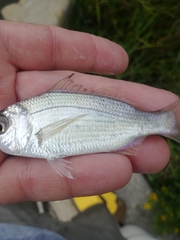 Eucinostomus harengulus