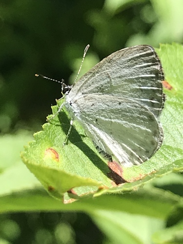 Appalachian Azure photo 2