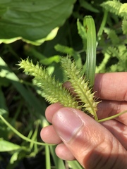 Carex schweinitzii