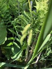 Carex schweinitzii