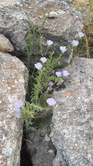 Linum lanuginosum