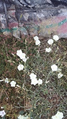 Convolvulus holosericeus
