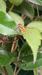 Episyrphus balteatus