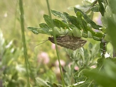 Evergestis frumentalis