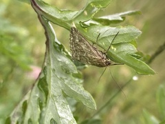 Evergestis frumentalis
