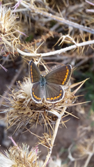Lepidoptera
