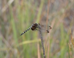 Dythemis fugax