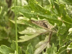 Evergestis frumentalis