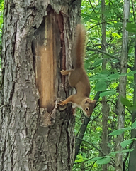 Tamiasciurus hudsonicus