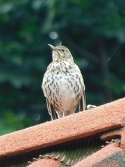 Turdus philomelos