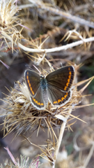 Lepidoptera