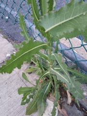 Lactuca serriola