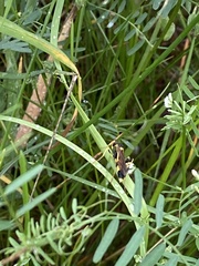 Amblyteles armatorius