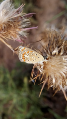 Lepidoptera