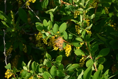 Berberis vulgaris